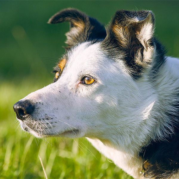 Blue collie best sale